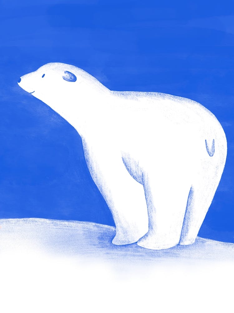 Polar Bear