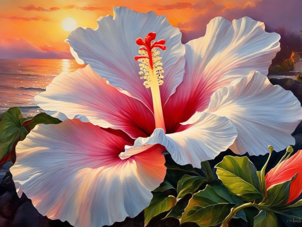 Sunset Hibiscus 1