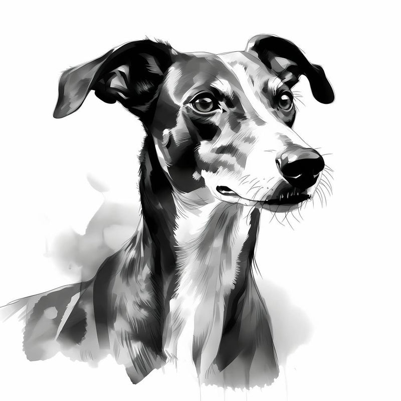 Black and White Greyhound drawing 2