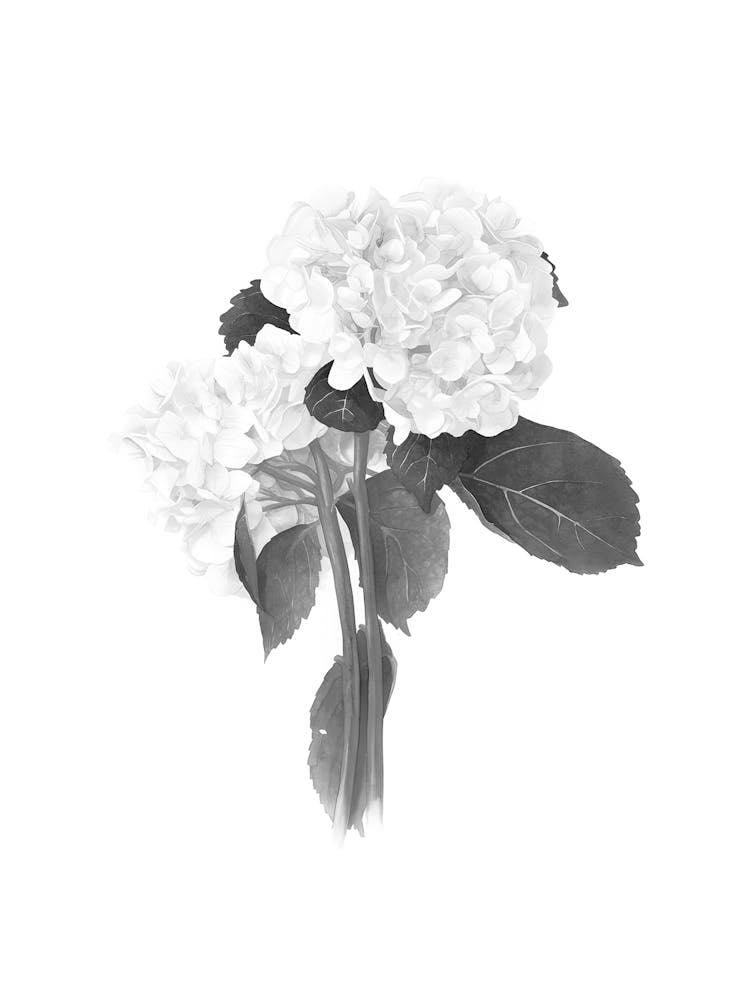 Hydrangea