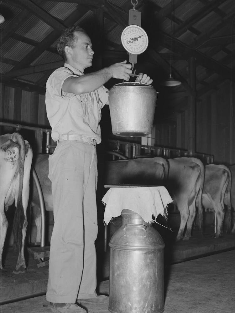 Weighing The Milk,Dairy Farm, Lake Dick Project, Arkansas Daily Production Record Of Each Cow Is Kept By Russell