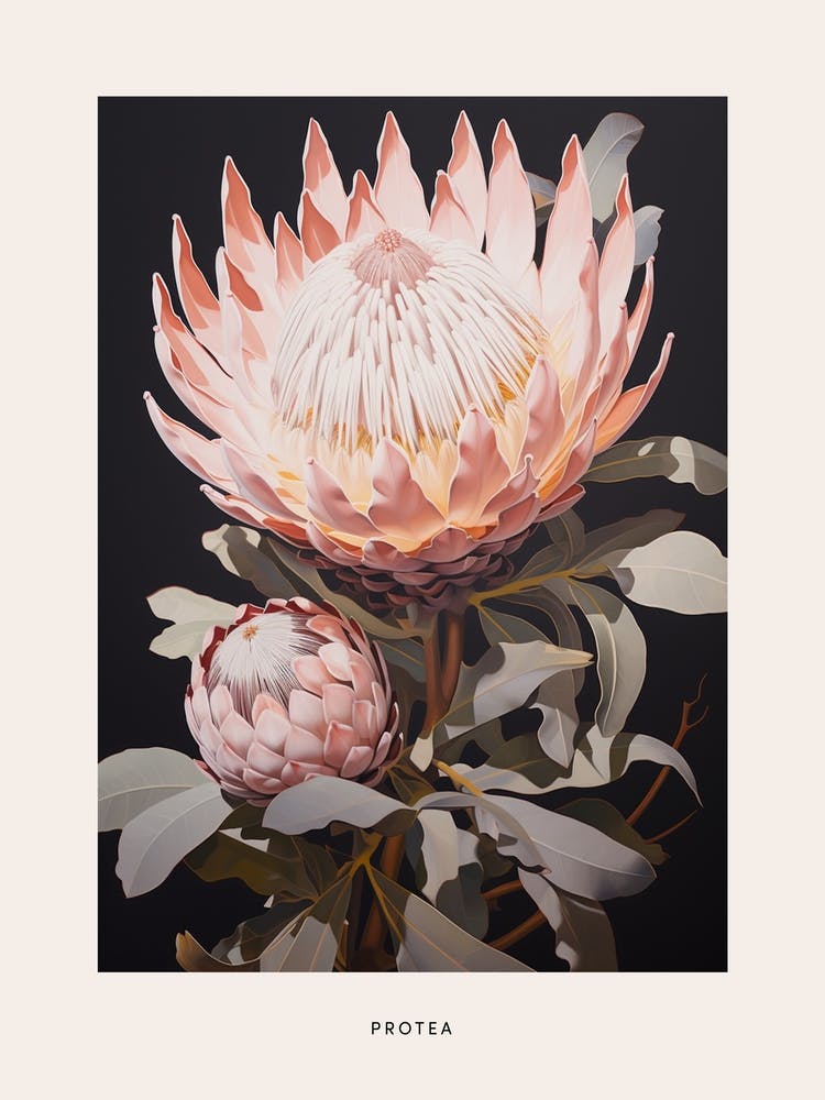 Flower Illustration Protea 11 Poster