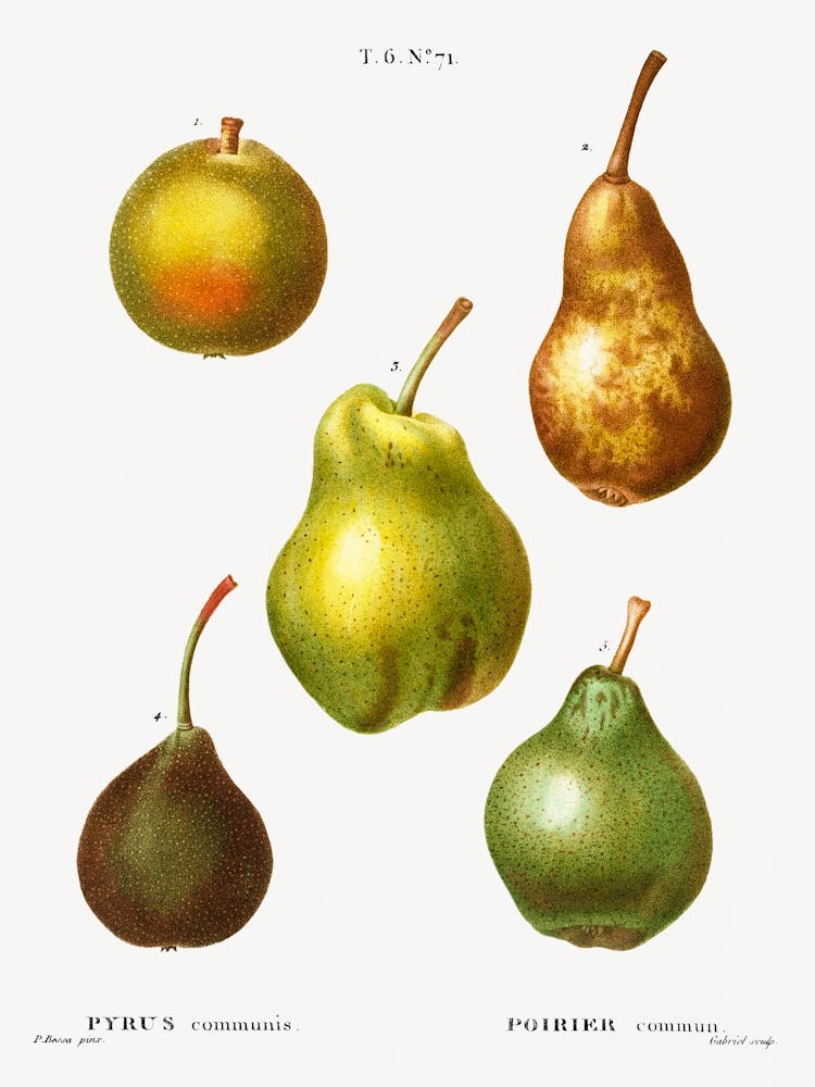 Pear, Pierre Joseph Redoute (8)