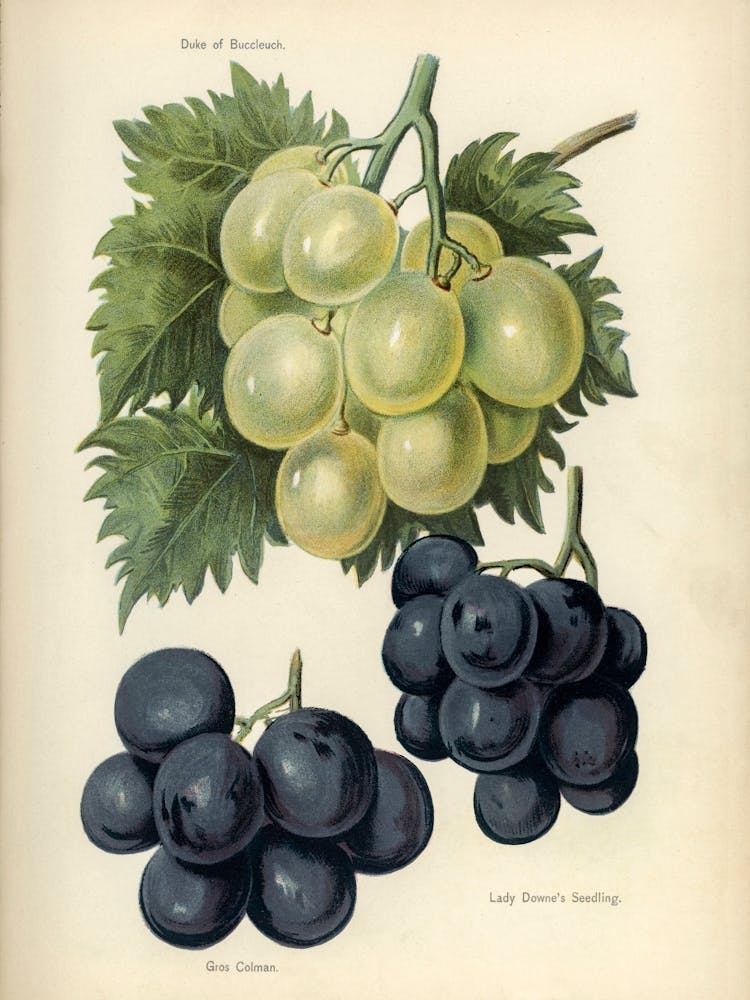 Vintage Illustration Of Grapes, John Wright