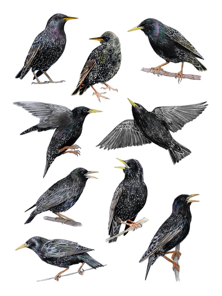 Starlings