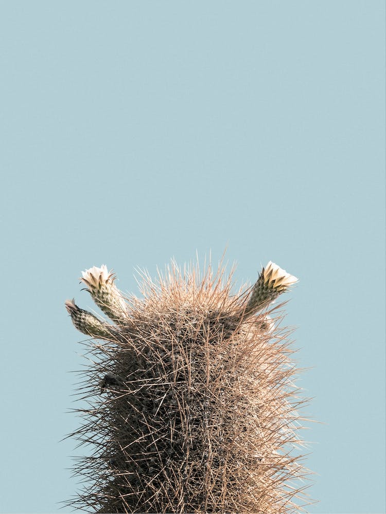 Mania Landscapes Raw 10 Echinopsis (Bolivia)