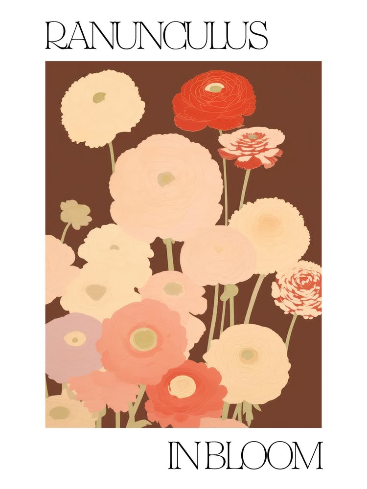 Ranunculus In Bloom Flowers Bold Illustration 2