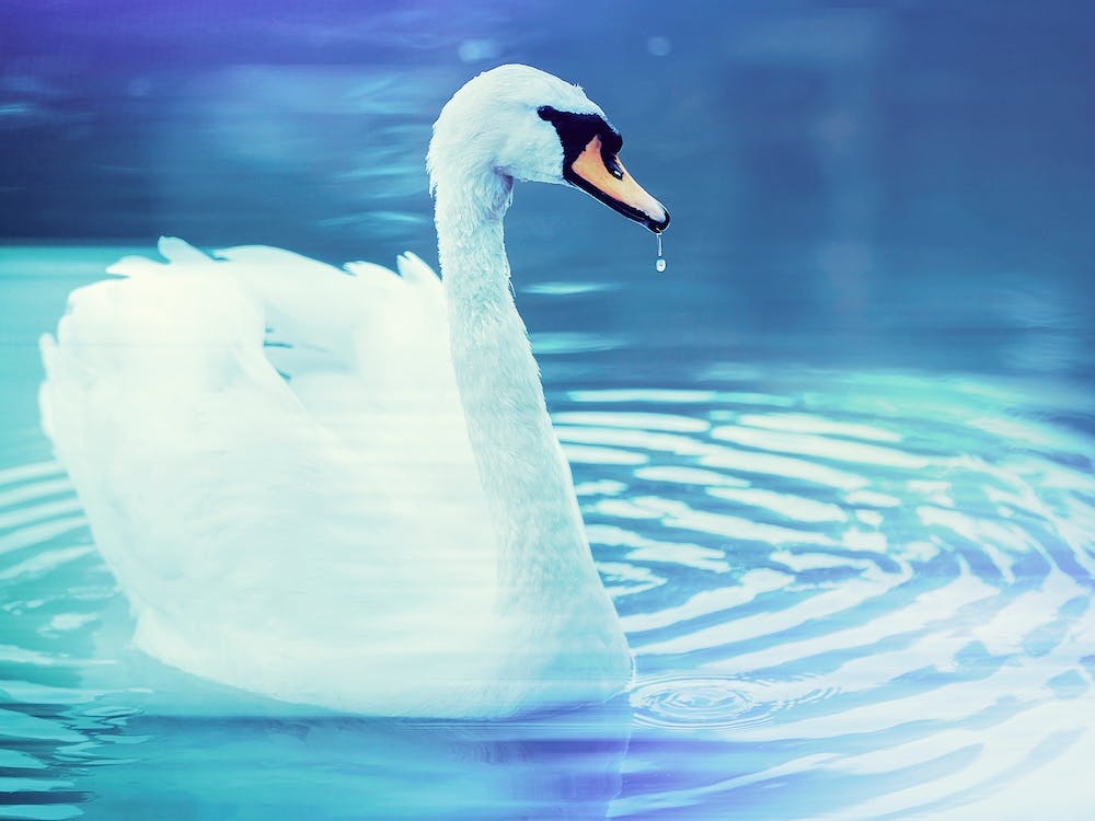 Swan In Water 3