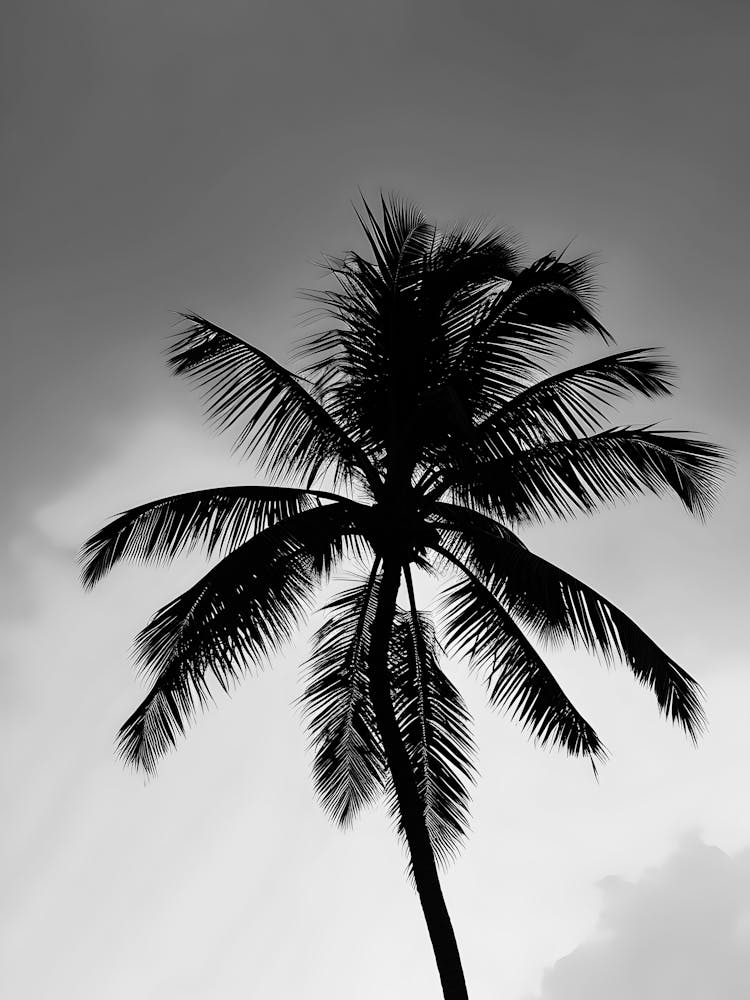 Schwarz-weiße Palme 3