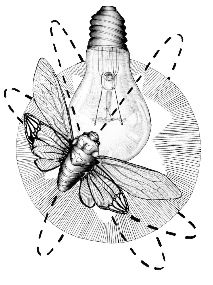 Moth To The Flame