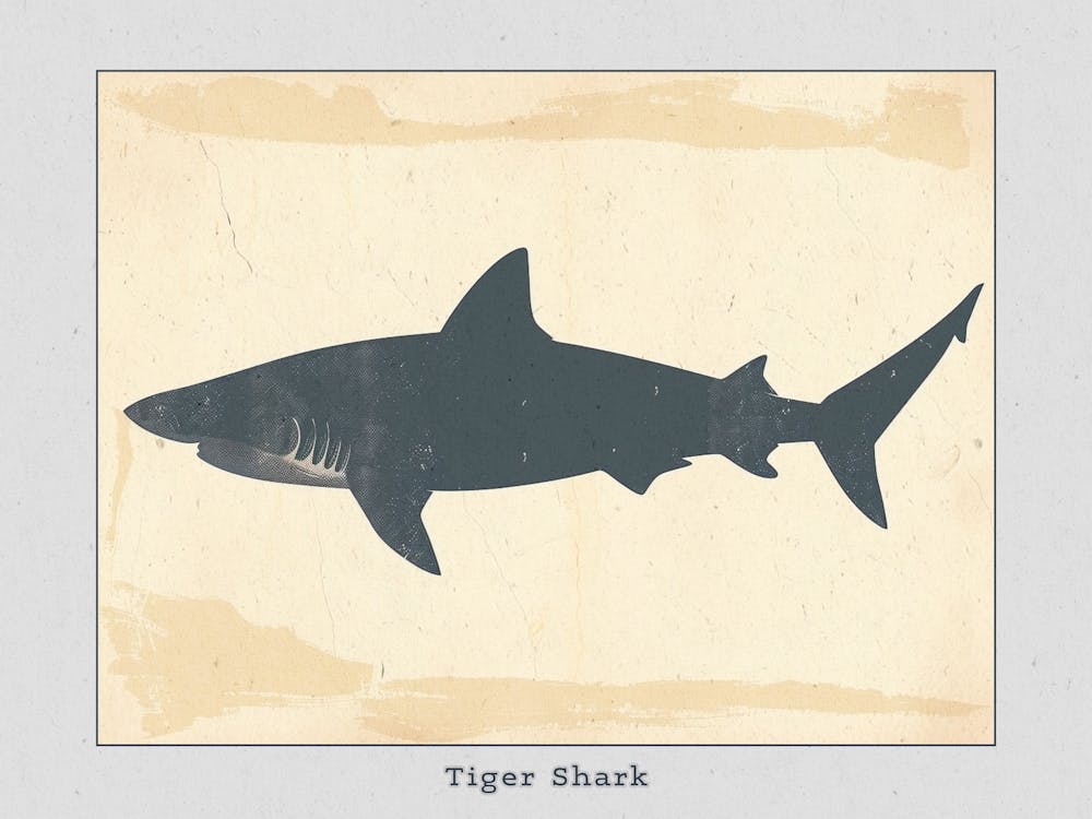 Tiger Shark Grey Silhouette 6 Poster