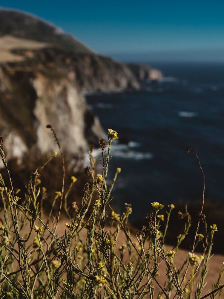 Big Sur Wild Flowers II