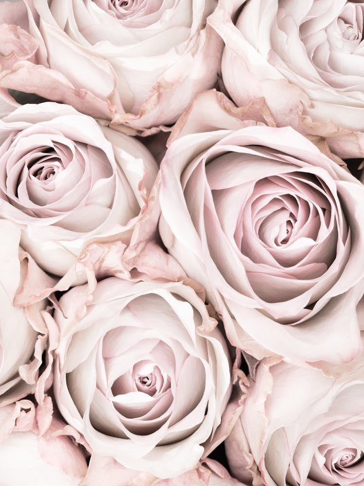 Pink Roses_2066826
