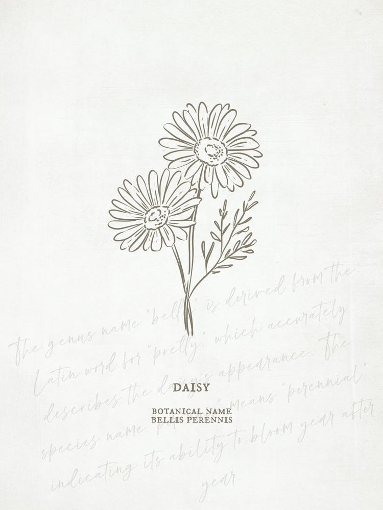 Daisy Birth Flower | Antique