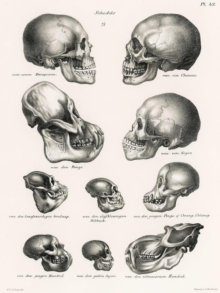 Human Monkey And Ape Skulls