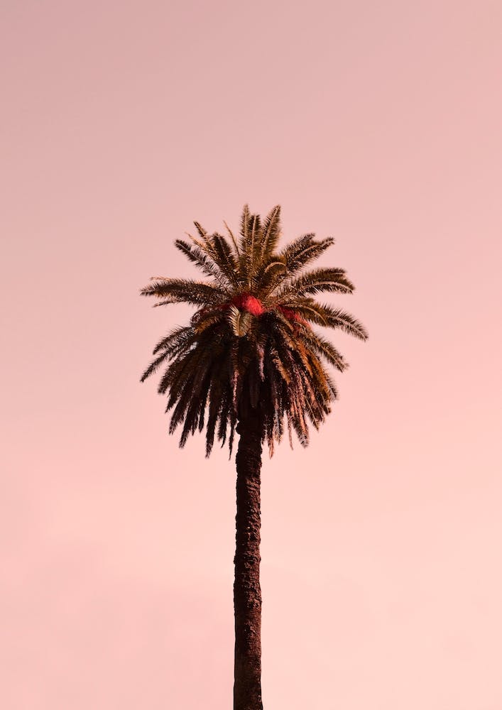 Minimal Palm Tree