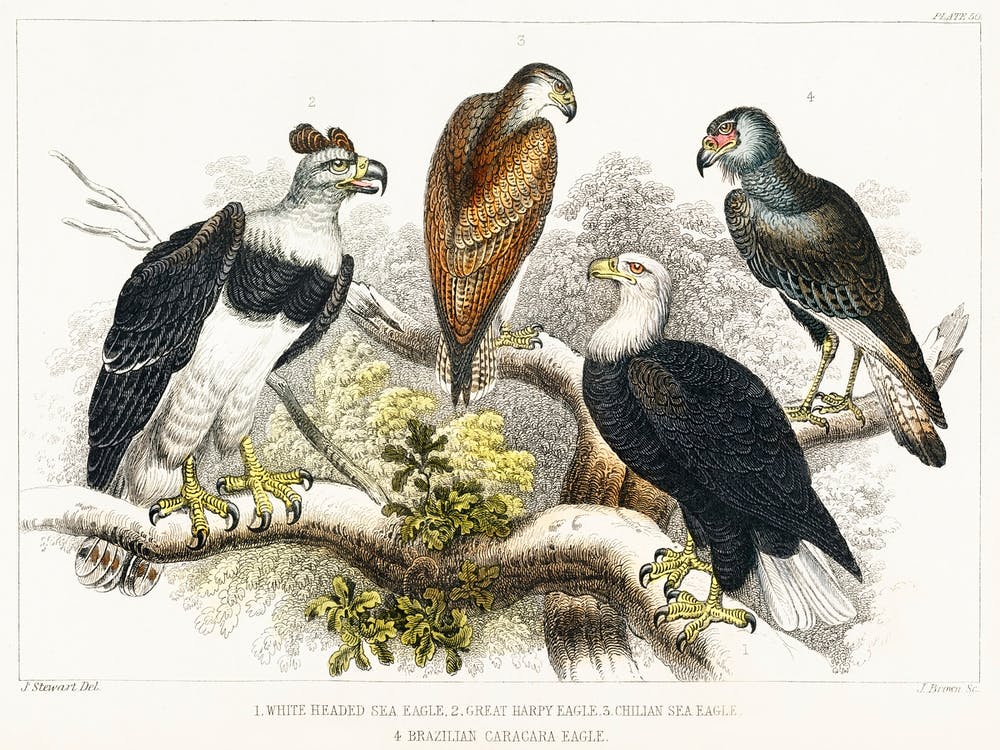 White Headed Sea Eagle, Great Harpy Eagle, Chilian Sea Eagle, And Brazilian Caracara Eagle, Oliver Goldsmith
