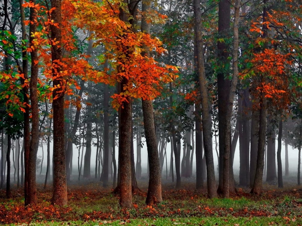 Autumn Forest 2