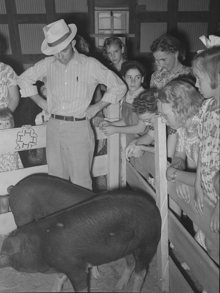Judging Pigs With Spectators Looking On At 4 H Fair,Sublette, Kansas By Russell Lee