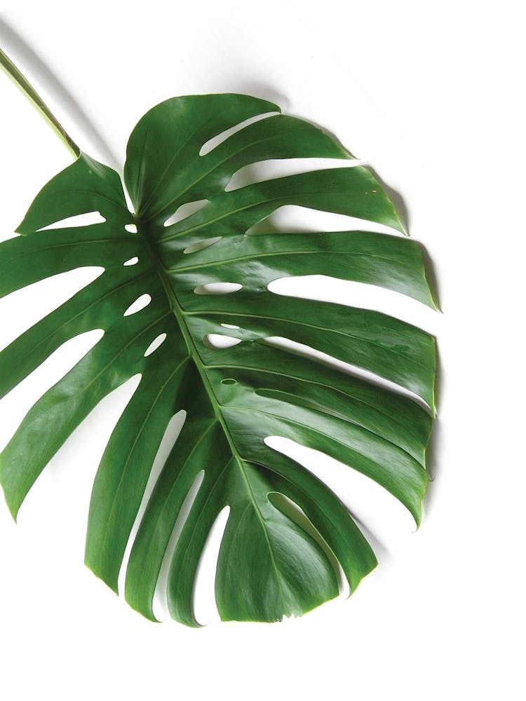 Tropical Leaf
