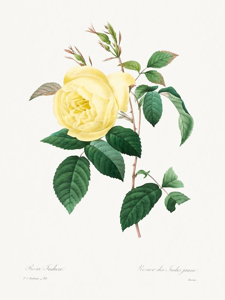 Yellow Rose, Pierre Joseph Redouté