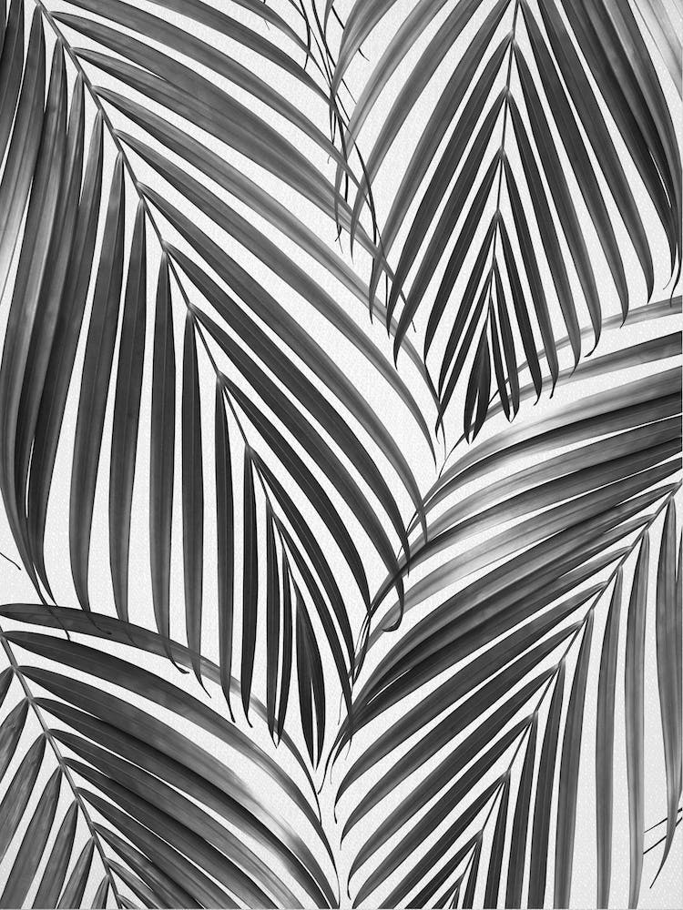 Palm Leaves - Black & White