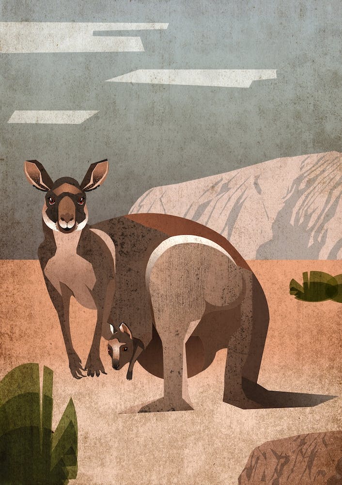 Illu Kangaroo