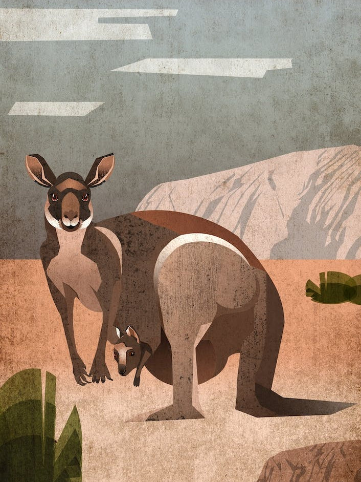 Illu Kangaroo