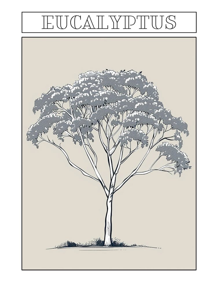 Eucalyptus Tree Minimalistic Drawing 3 Poster