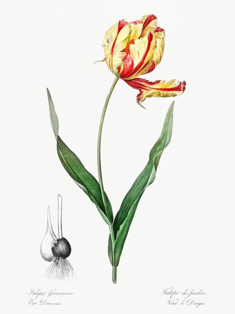 Didier's Tulip Illustration From Les Liliacées, Pierre Joseph Redouté