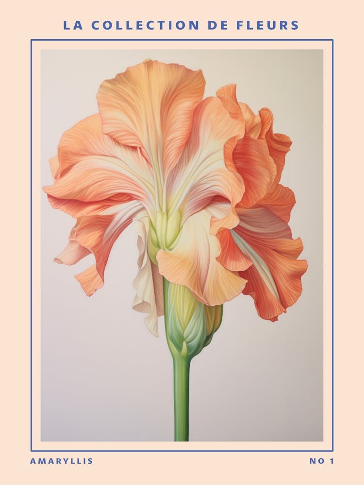 Amaryllis French Flower Botanical Poster
