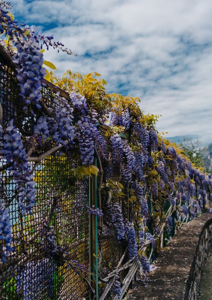 Amalfi Coast Blooms III