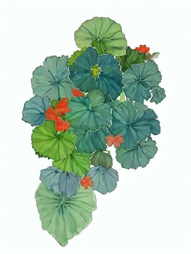 Angel Wing Begonia (Begonia X Corallina) Watercolor