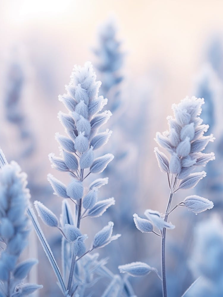 Frosty Botanical Bluebonnet 2