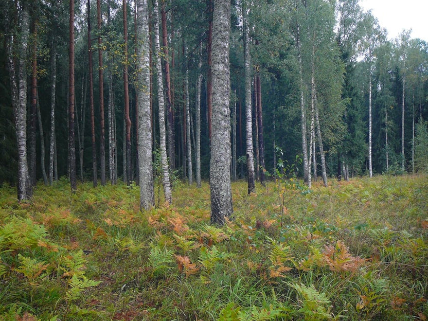 Birch Forest 2