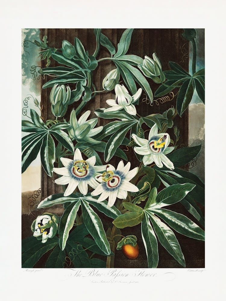 Vintage Botanical Temple Of Flora _2476841