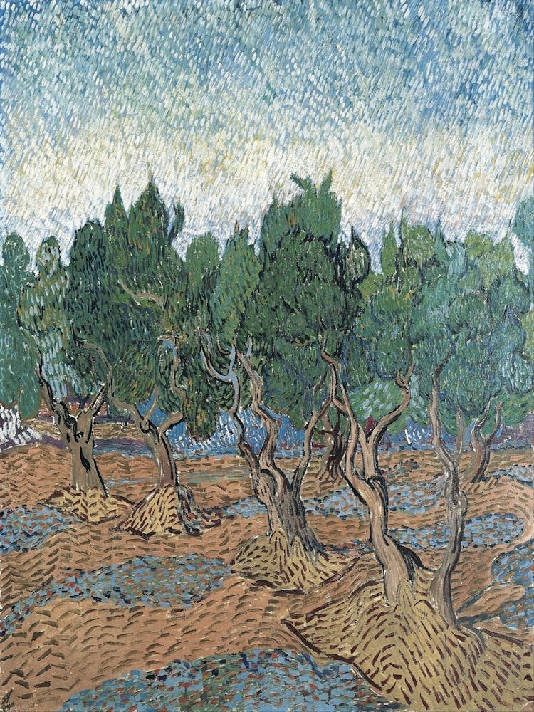 Olive Groves