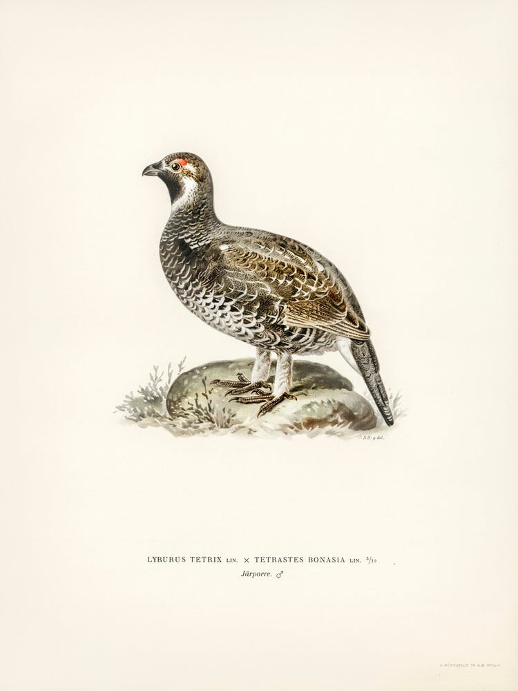 Lyrurus Tetrix Tetrastes Bonasia, The Von Wright Brothers