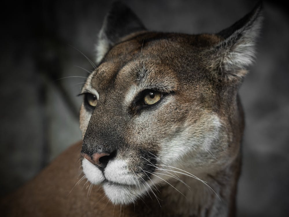 Mountain Lion Portrait