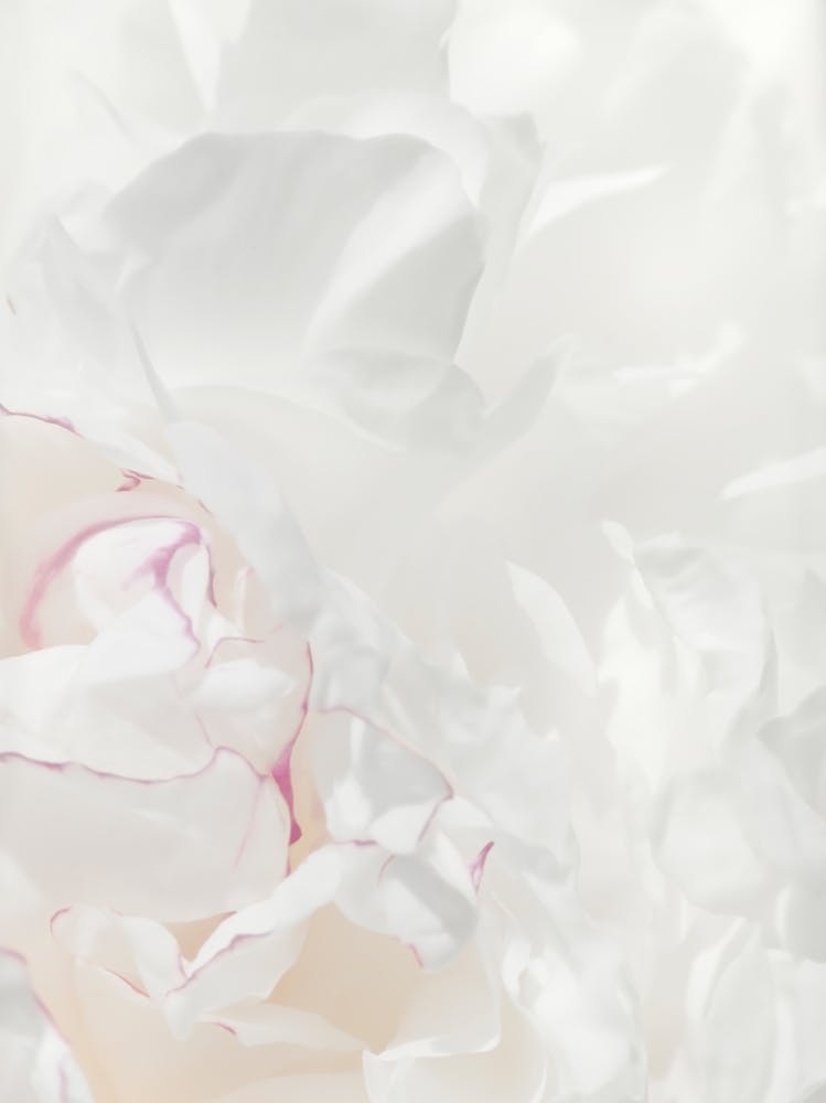 Poppy Leaves White_2314108