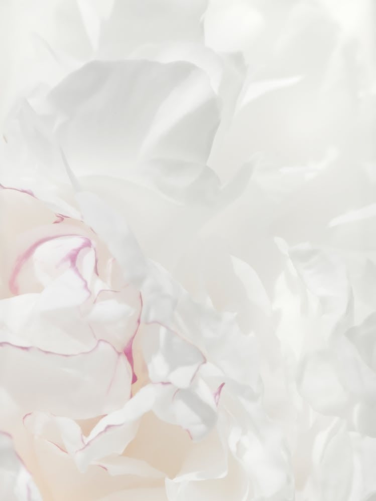 Poppy Leaves White_2314108