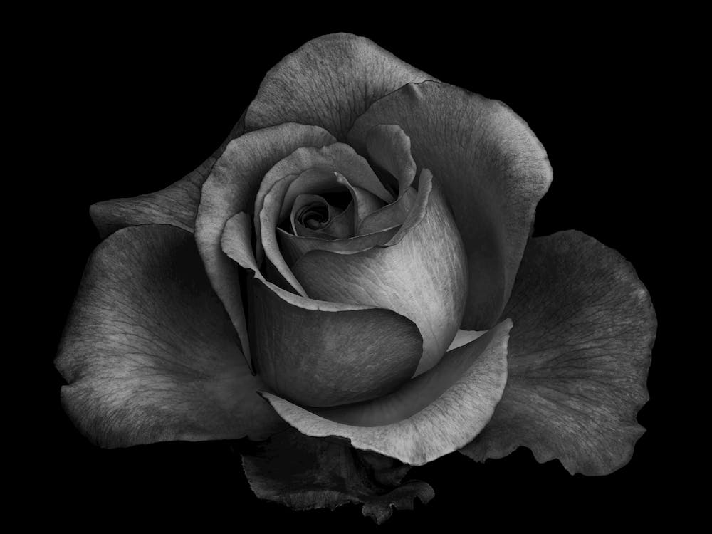 Black And White Rose 4