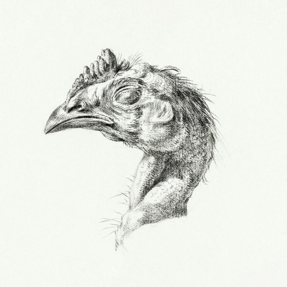 Head Of A Dead Chicken, Jean Bernard