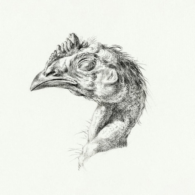 Head Of A Dead Chicken, Jean Bernard