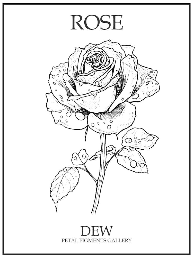 Rose Dew Line Drawing 4 Poster