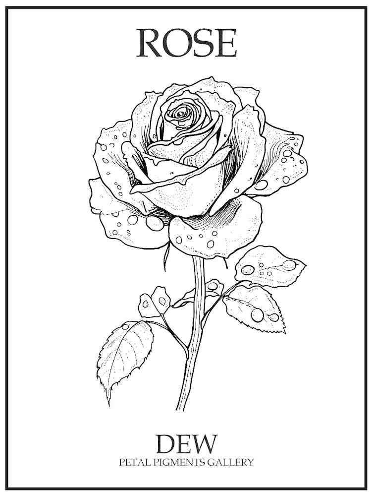 Rose Dew Line Drawing 4 Poster
