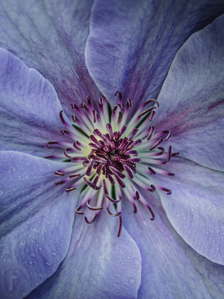 Clematis