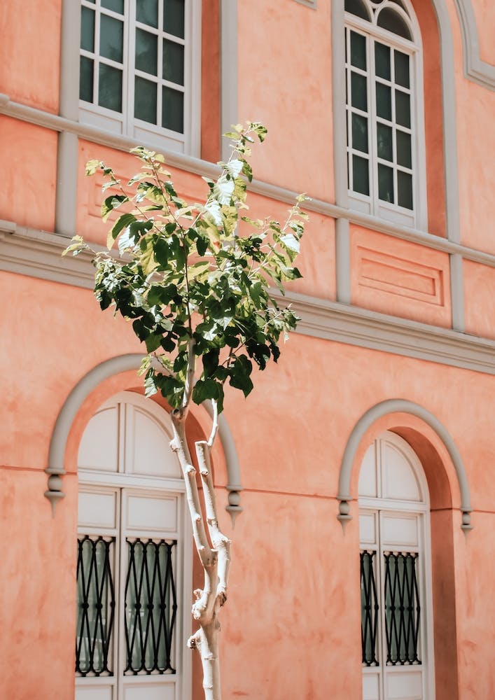 L'Arbre Vert Avec Le Bâtiment Rose En Espagne Voyage