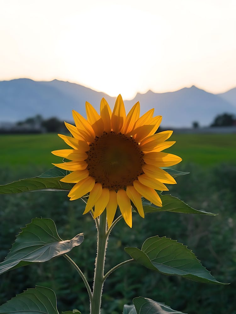 Sunflower At Sunset