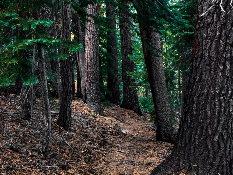 Yost Trail